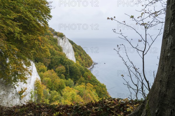 Victoria view of Königsstuhl, chalk cliffs and Baltic Sea, trees with autumn colors, Jasmund National Park, Sassnitz, Rügen island, Baltic Sea, Mecklenburg-Western Pomerania, Germany