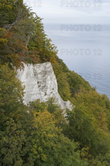 View of the chalk cliffs and Baltic Sea at the Königsstuhl National Park Center, Jasmund National Park, Sassnitz, Rügen Island, Baltic Sea, Mecklenburg-Western Pomerania, Germany