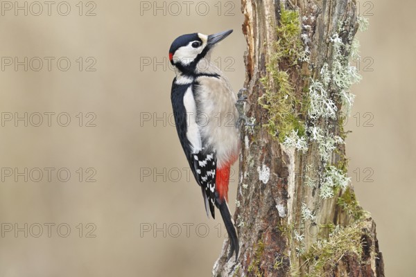 Great spotted woodpecker (Dendrocopos major), male, foraging on a tree stump overgrown with moss and lichen in the forest, Wilnsdorf, North Rhine-Westphalia, Germany