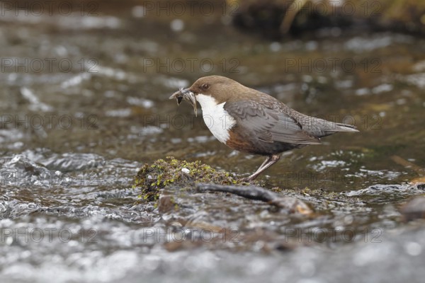 White-throated White-throated Dipper (Cinclus cinclus) standing with prey on a stone in the middle of a stream, the only native songbird that can also dive, wildlife, native nature, Wilnsdorf, North Rhine-Westphalia, Germany