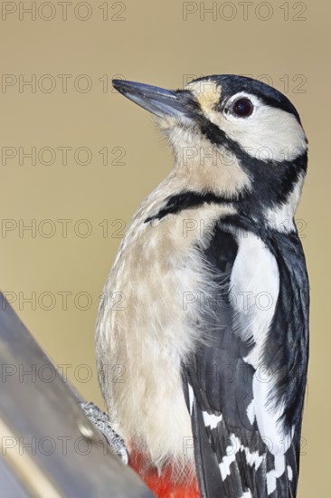 Great spotted woodpecker (Dendrocopos major), male, animal portrait, close-up, Wilnsdorf, North Rhine-Westphalia, Germany