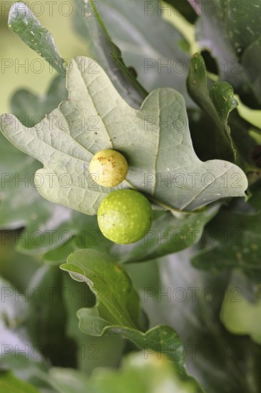 Common oak gall wasp (Cynips quercusfolii) on a leaf of an English oak, Wilnsdorf, North Rhine-Westphalia, Germany