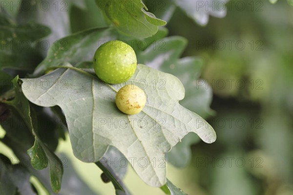 Common oak gall wasp (Cynips quercusfolii) on a leaf of an English oak, Wilnsdorf, North Rhine-Westphalia, Germany