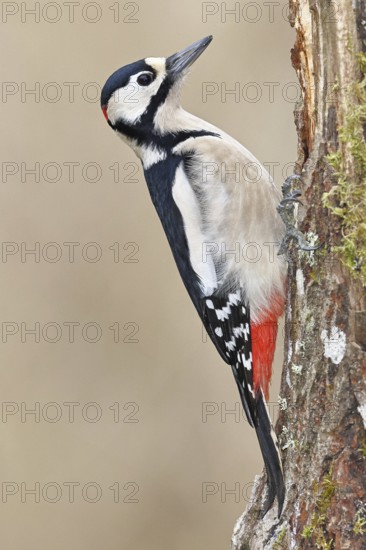 Great spotted woodpecker (Dendrocopos major), male, foraging on a tree stump overgrown with moss and lichen in the forest, Wilnsdorf, North Rhine-Westphalia, Germany