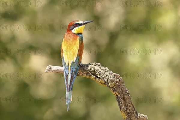 European bee-eater (Merops apiaster) sitting on a branch covered with green lichen, dorsal view, Lake Neusiedl, Burgenland, Austria