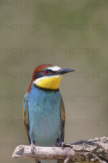 European bee-eater (Merops apiaster) sitting on a branch covered with green lichen, animal portrait, Lake Neusiedl, Burgenland, Austria