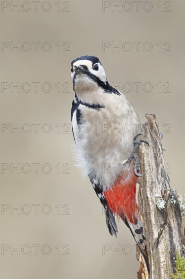 Great spotted woodpecker (Dendrocopos major), female, foraging on a tree stump overgrown with moss and lichen in the forest, Wilnsdorf, North Rhine-Westphalia, Germany