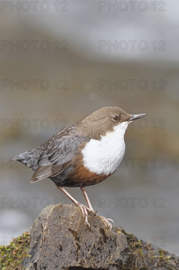 White-throated White-throated Dipper (Cinclus cinclus) standing on a stone in the middle of a stream, the only native songbird that can also dive, wildlife, native nature, Wilnsdorf, North Rhine-Westphalia, Germany