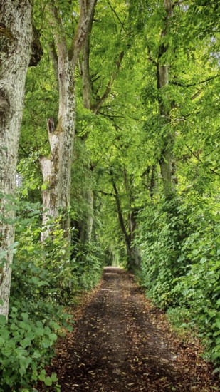 A shady forest trail leads through a peaceful, densely vegetated forest, Franconian Switzerland