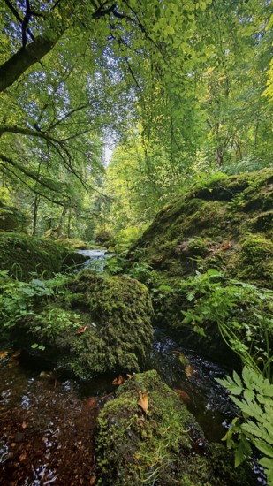 A quiet forest with moss-covered stones and a small stream under a green canopy of leaves, Saxony