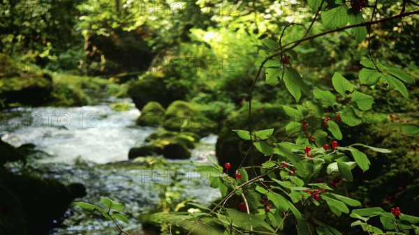 Branch with red berries and leaves on the banks of a flowing river in the forest, Saxony