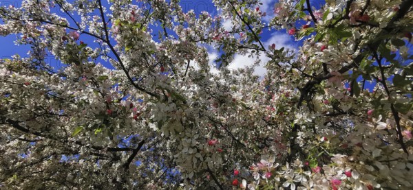 A Japanese wild apple (malus floribunda) full of bright flowers and leaves against the blue sky of spring, Berlin