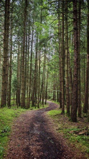 A meandering trail runs through a quiet forest with tall trees, Franconian Switzerland