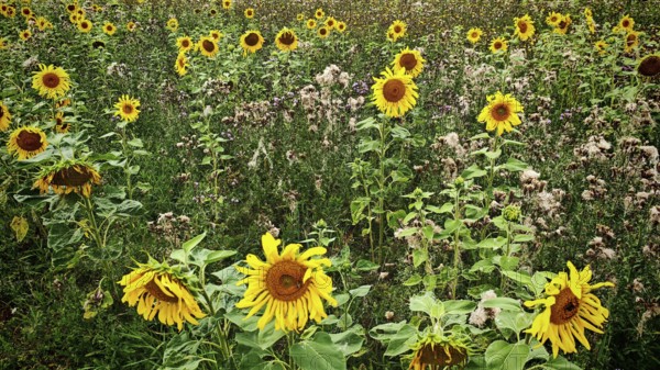 A wide field full of blooming sunflowers (helianthus) under the open sky, Franconian Switzerland