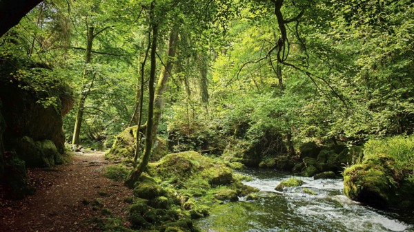 A sunny forest trail along a rippling river surrounded by lush greenery, Saxony