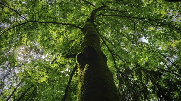 Majestic tree with thick leaves, sunlight filters through the treetops, looking up, Franconian Switzerland