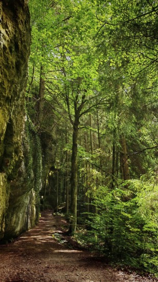 A peaceful forest trail surrounded by tall trees and moss-covered rocks, in soft shade, Franconian Switzerland