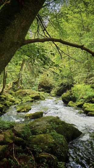 A curving river flows through a quiet, moss-covered forest, Saxony