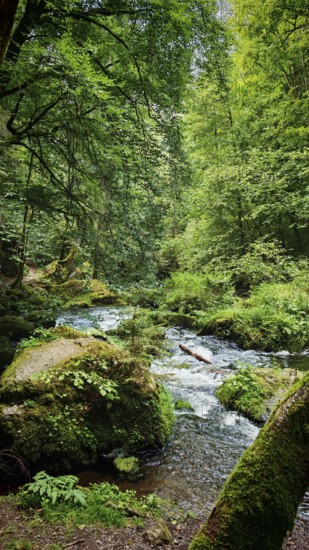 Small river flows through a green forest surrounded by moss-covered rocks, Saxony
