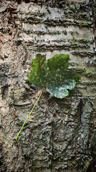 Close-up of a single leaf hanging from textured tree bark, Saxony