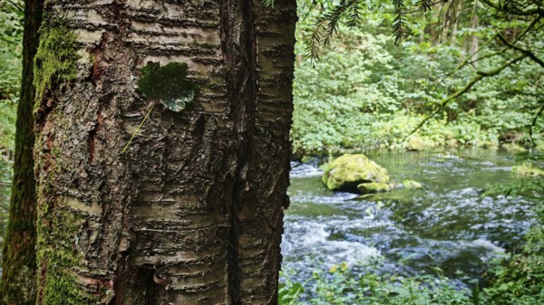 Close-up of a tree trunk with leaf in the foreground and a river in the background, Saxony