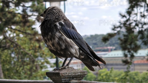 Close-up of a crow (corvidae) sitting on a railing with cityscape in the background, Prague, Czech Republic