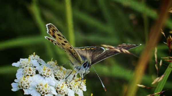 Close-up, Sooty Copper butterfly (lycaena tityrus) on white flowers against a green background, Franconian Forest nature park Park, Rennsteig