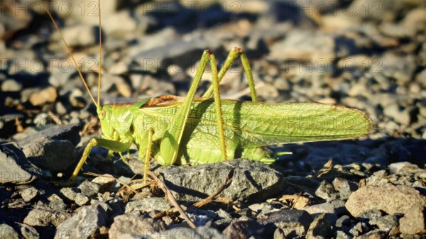 Close-up of a grasshopper Great green bush cricket (tettigonia viridissima) on stony ground in daylight, Franconian Forest nature park Park