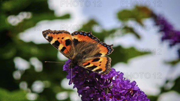 Close-up, Small tortoiseshell (aglais urticae) butterfly on a purple flower in sunlight, Franconian Switzerland