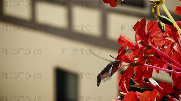 Close-up of dove tail (macroglossum stellatarum) butterfly hovering next to a red flower near a window, Franconian Forest Nature Park
