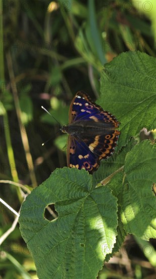 A colourful butterfly Lesser purple emperor (apatura ilia) with a unique pattern sits on a green leaf, Franconian Forest nature park Park