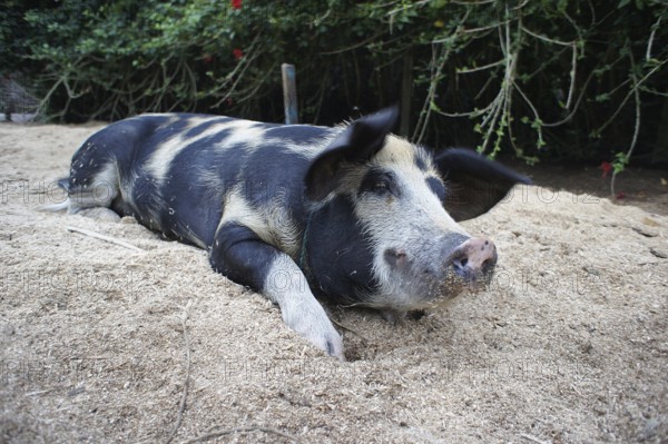 A black and white coloured Bentheim black pied (sus scrofa domesticus) lies relaxed on sandy ground in a natural environment, Ecuador