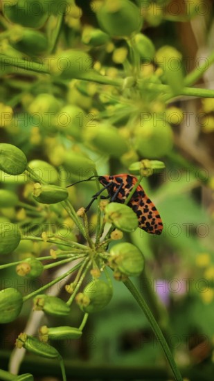 Red and black spotted stink bug (Graphosoma italicum) insect on a green plant in close-up, Franconian Switzerland