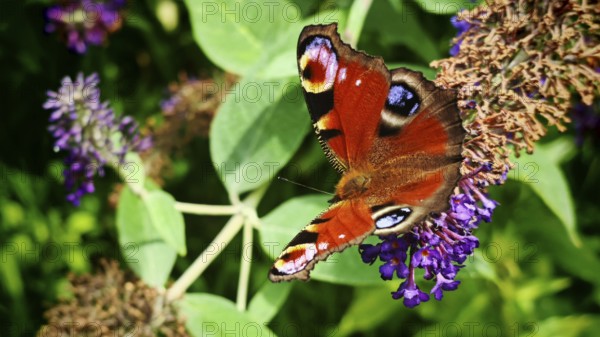Close-up, dayPeacock butterfly (aglais io) posing on a violet flower in the sunshine, Franconian Switzerland