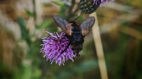 Close-up, giant tachinid fly (Nowickia ferox) with distinctive pattern on a purple thistle flower (carduus), Franconian Forest nature park Park, Rennsteig