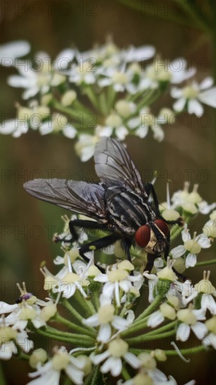 Flesh fly (sarcophagidae) detailed on white flowers in natural environment, Franconian Forest nature park Park