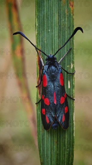 Butterfly six-spotted ram (Zygaena filipendulae) on a blade of grass in natural surroundings, Franconian Forest nature park Park