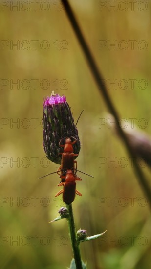 Two red Common red soldier beetles (Rhagonycha fulva) mating on a pink thistle flower (carduus) in a natural environment, Franconian Forest nature park Park, Rennsteig