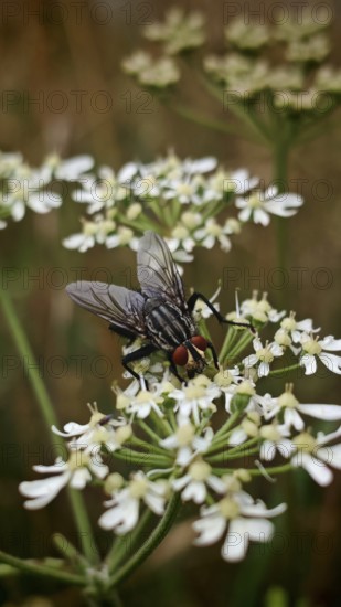 Close-up of a flesh fly (sarcophagidae) on white flowers in a natural environment, Franconian Forest nature park Park