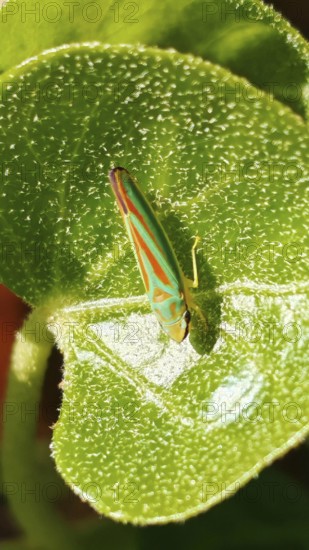 Colourful rhododendron cicada (Graphocephala fennahi) resting on a textured green leaf, Franconian Forest nature park Park