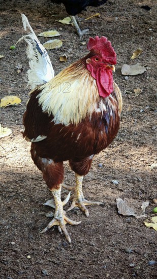 A proud rooster (gallus) stands on a rural ground, Upper Franconia
