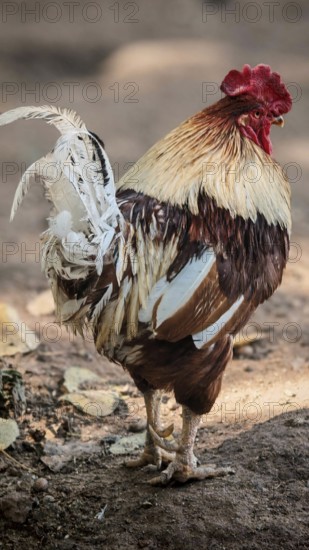 Rooster (gallus) with splendid feathers outdoors, natural background, Upper Franconia