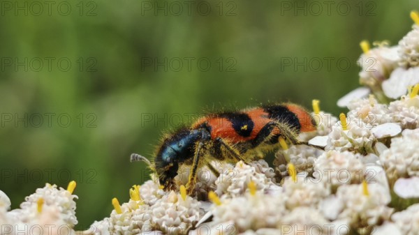 Close-up of shaggy bee beetle (Trichodes alvearius) with orange stripes on white flowers, Franconian Forest nature park Park, Rennsteig