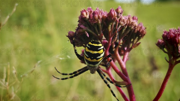 Wasp spider (argiope bruennichi) on a flower in the middle of a green meadow, sunny atmosphere, Upper Franconia
