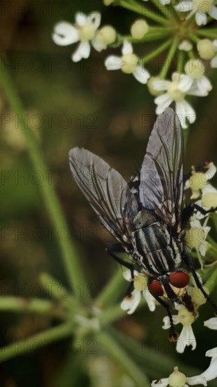 Flesh fly (sarcophagidae) with red eyes on white flowers in detail, Franconian Forest nature park Park