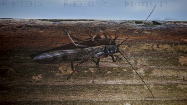 Close-up of a stonefly (Plecoperta) with long wings sitting on a piece of wood, surrounded by texture, Franconian Forest nature park Park, Germany