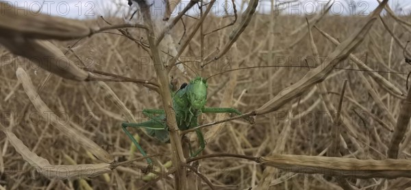 Great green bush cricket (Tettigonia viridissima) is well camouflaged on a dried plant field, close-up, Thuringian Forest, Germany