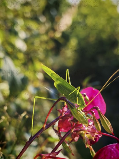 Great green bush cricket (tettigonia viridissima) grasshopper on a pink flower with natural background, Franconian Forest nature park Park
