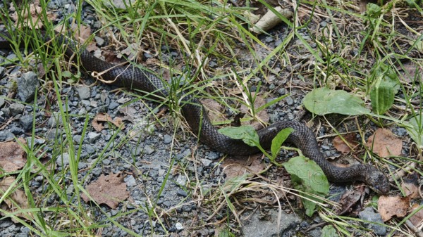A smooth snake (coronella austriaca) crawls over a grass-covered path full of stones, Franconian Forest nature park Park, Germany