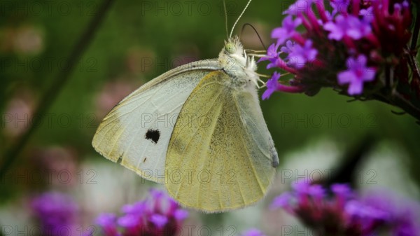 Close-up of a Small white butterfly (Pieris rapae) on purple flowers in a natural environment, Franconian Forest nature park Park, Rennsteig